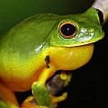 Litoria xanthomera (Orange Thighed Treefrog) in Lake Morris Rd. in Cairns. Near the end gate.<br />Canon EOS 7D + EF70-200 F4L IS + EF1.4xII